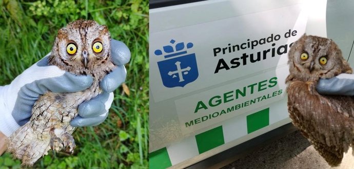 Medio Rural libera en Villaviciosa dos autillos europeos rescatados en los últimos meses