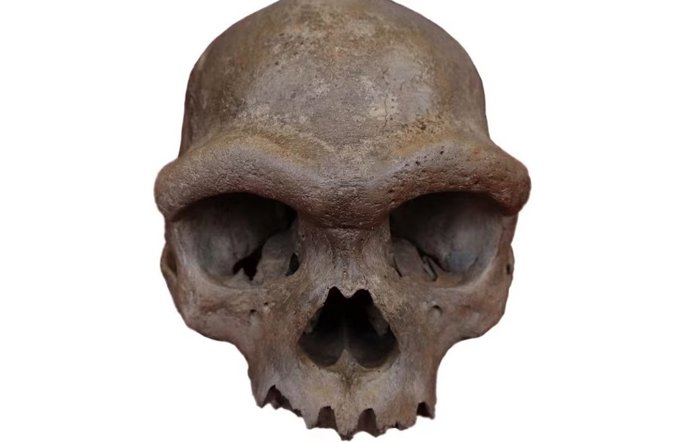 El cráneo casi completo recuperado de un pozo en Harbin, China, data de al menos 146.000 años atrás.