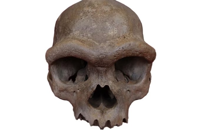 O crânio quase completo recuperado de um poço em Harbin, China, data de pelo menos 146.000 anos atrás.
