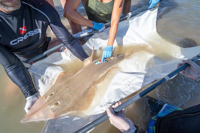 Un ejemplar de pez guitarra gigante, visto en las costas de Cádiz y Huelva