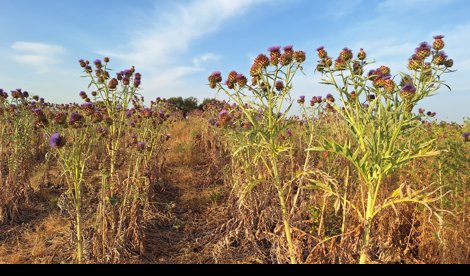 Comunicados Sociedad