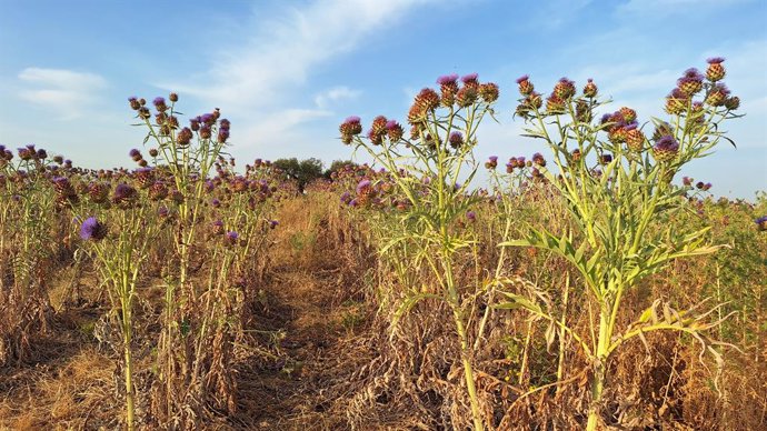 Arranca la recolección de la flor del cardo, un ingrediente fundamental para la elaboración de la Torta del Casar