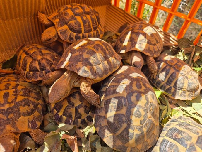 Tortugas mediterráneas