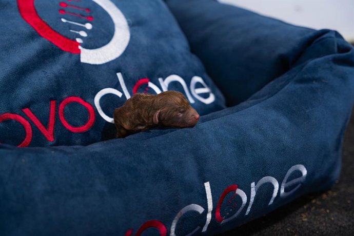 Clon idéntico genéticamente al original