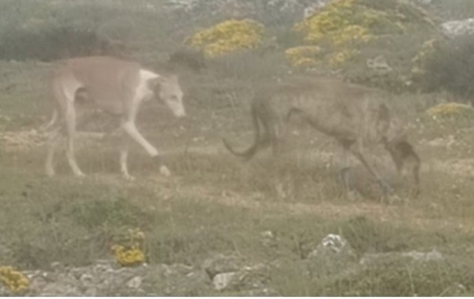 Perros que abandonó el investigado cuando cazaba en Soria.