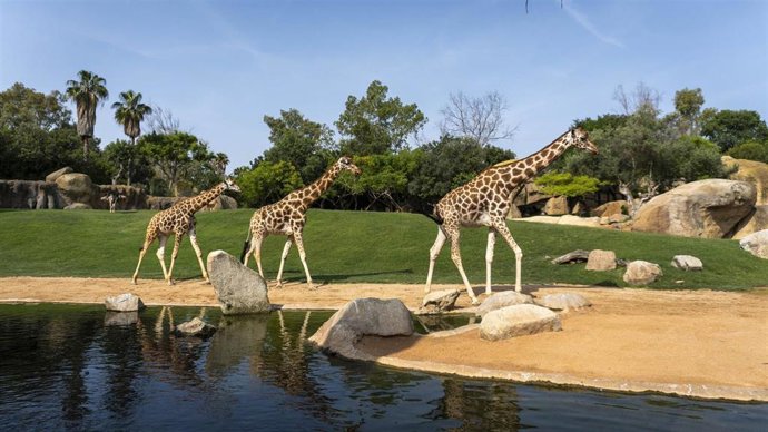 Jirafas en Bioparc