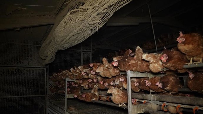 Gallinas en la granja avícola de Llucmajor