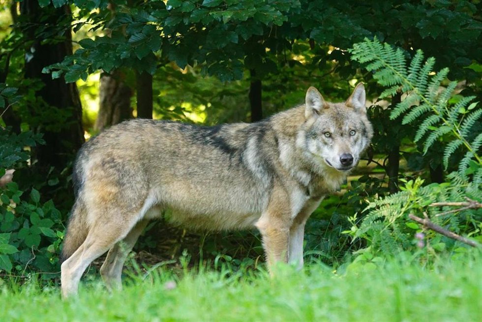 Archivo - Imagen de archivo.- Un lobo.