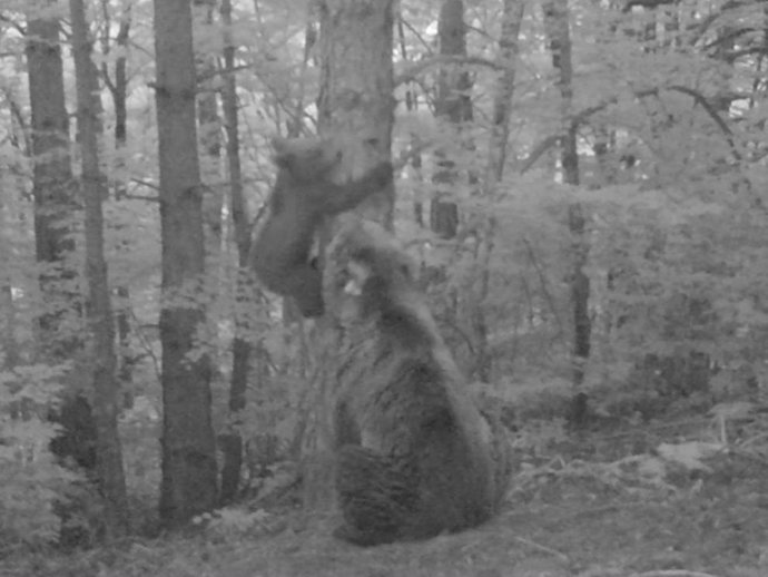Imagen extraída de un vídeo de las cámaras de fototrampeo en la que se ve a Claverina y a su osezno.