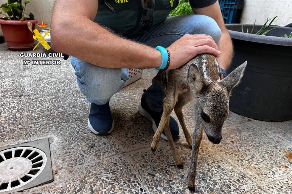El SEPRONA de la Guardia Civil de Casablanca localiza una cría de corzo, de pocos días de vida, en el interior de un domicilio ubicado en Zaragoza capital