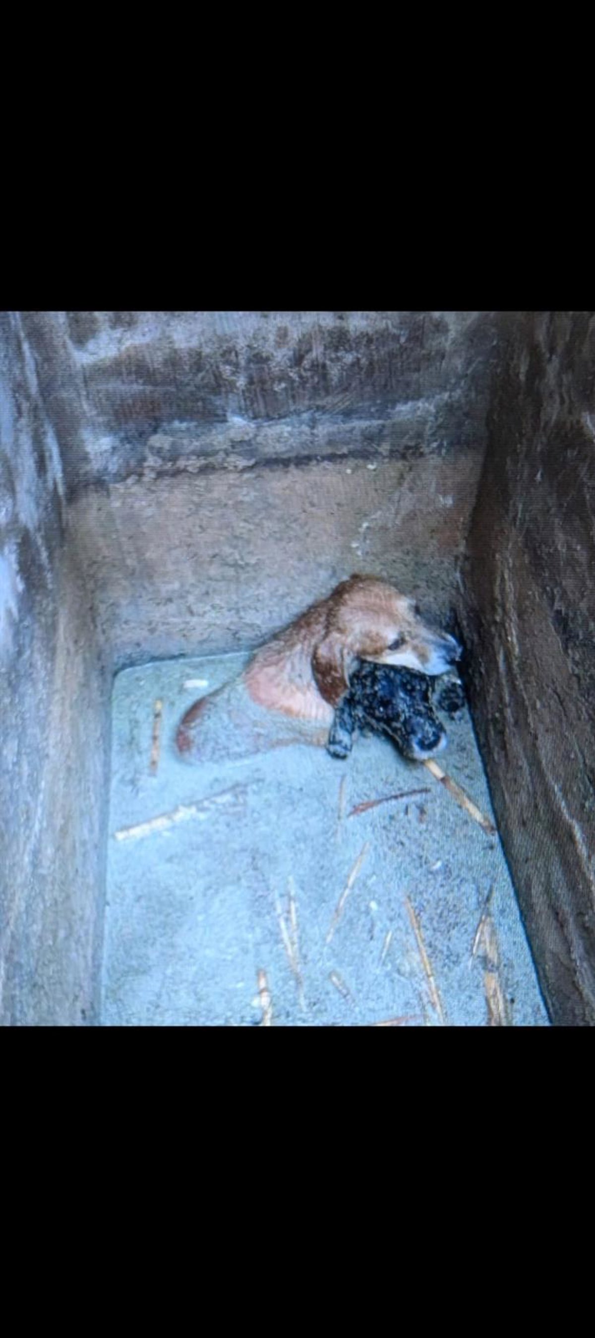 Rescatan a tres perros pequeños semienterrados en el fondo de una arqueta anegada en El Campello
