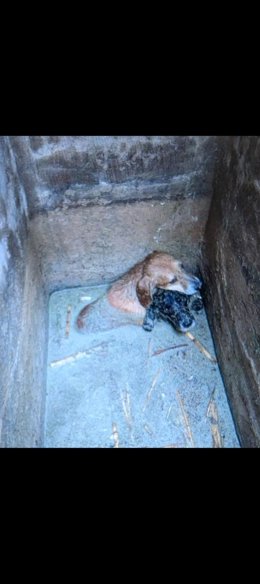 La Policía Local de El Campello rescata a tres perritos localizados en el fondo de una arqueta anegada