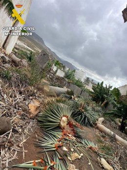 Drago canario talado en Gáldar (Gran Canaria)
