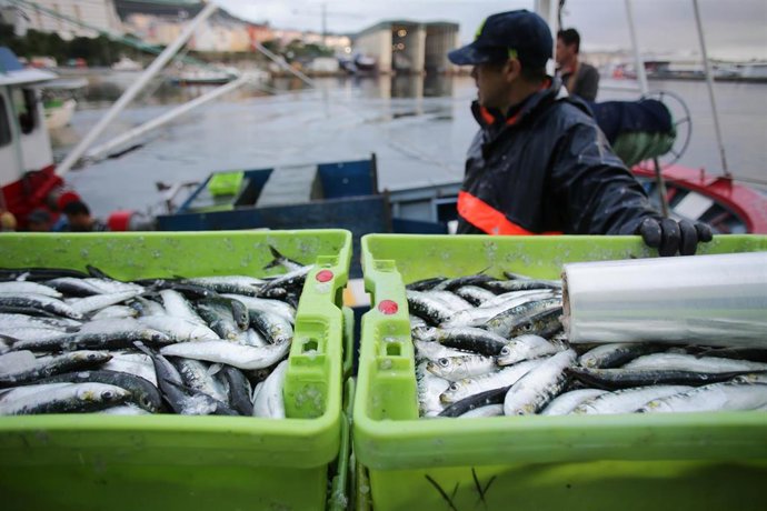 Archivo - Cajas de sardinas a su llegada al puerto de Burela
