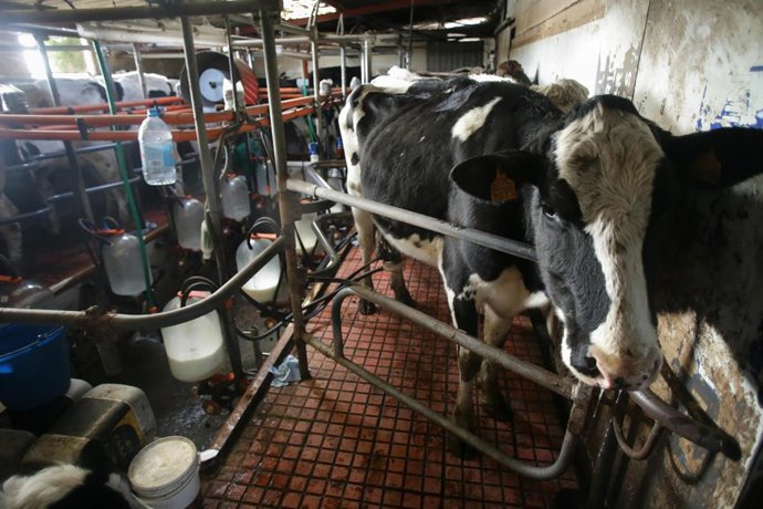 Archivo - Una vaca durante el ordeño en la ganadería Bértolos e Serranos, a 19 de febrero de 2023, en Macedo, Friol, Lugo, Galicia (España). La ganadería Bértolos e Serranos produce leche para venta y para elaboración de quesos bajo marca propia. En Galic