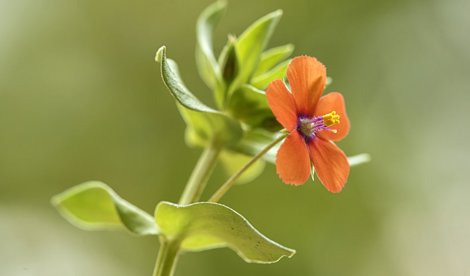 C. Valenciana