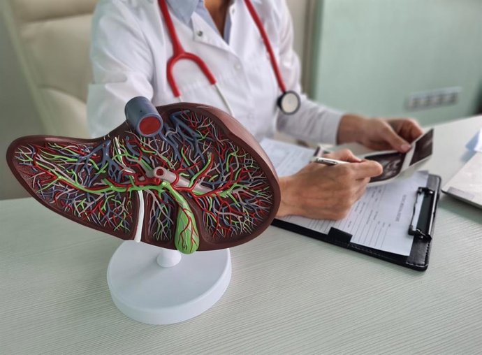 Archivo - Imagen de un doctor con la representación de un hígado.