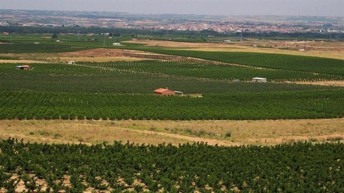Archivo - Imatge de recurs d'un camp agrícola