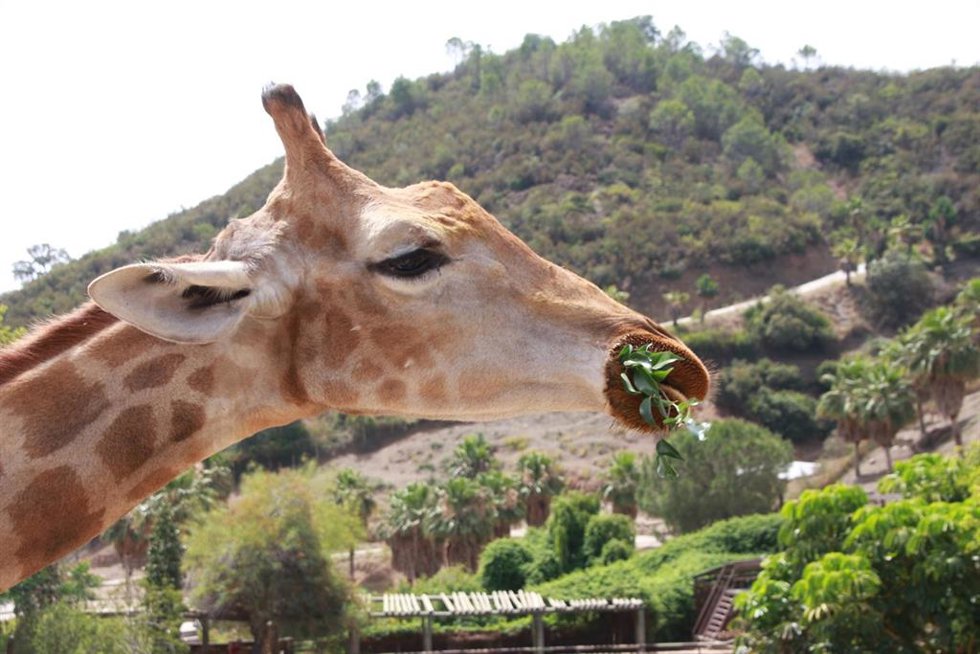 Actualmente reside en Selwo Aventura una hembra de jirafa nacida precisamente en el parque, llamada África, donde convive con las cebras y otras especies en el Poblado Central