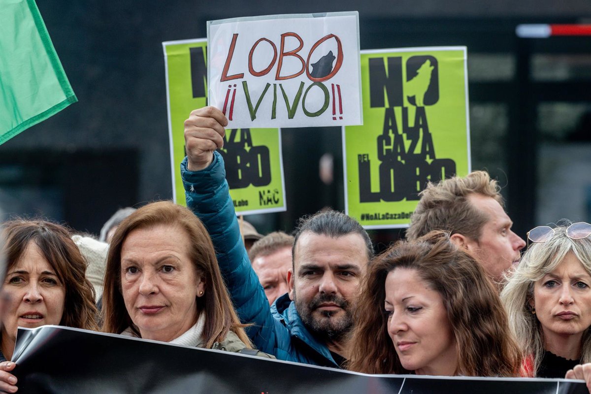 Un centenar de organizaciones se manifiestan mañana en Madrid para exigir protección estricta del lobo ibérico