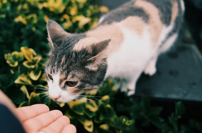 Los gatos usan su olfato para identificar a su dueño