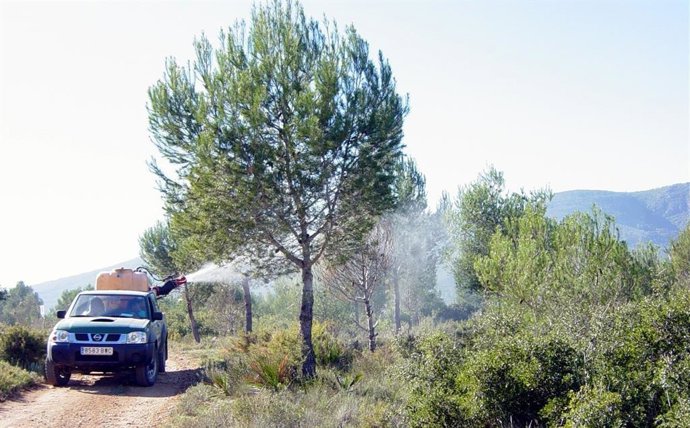 Medio Ambiente intensifica la vigilancia de plagas y enfermedades forestales provocadas por insectos perforadores