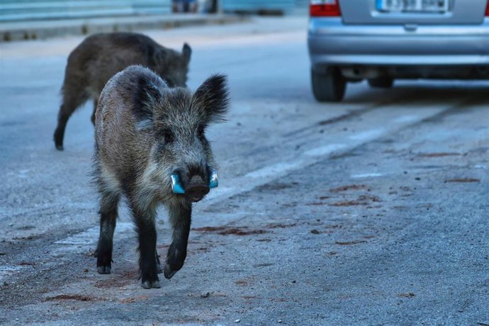 Archivo - Jabalíes en una foto de archivo.