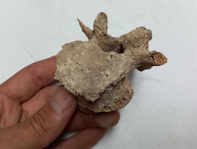 Restos hallados en las cuevas sepulcrales de Carcelén