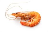 Foto: Los mariscos que comes podrían portar bacterias que ni los antibióticos más fuertes pueden vencer