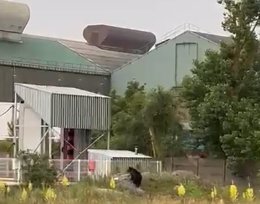 Oso pardo desorientado en la zona industrial de La Naval en Reinosa