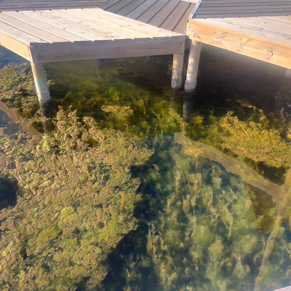 Ova flotante