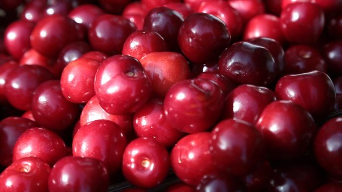 Arranca la certificación de las picotas de la DOP Cereza del Jerte con una previsión de 3.000 toneladas
