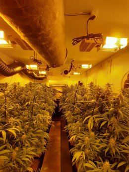 Plantación de marihuana 'indoor'
