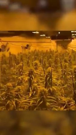 Desmantelada una plantación de marihuana con más de 1.700 plantas en Constantí (Tarragona)