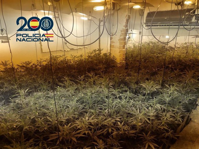 Sevilla.- Tribunales.-Tres detenidos por 400 plantas de marihuana en un chalé de Carmona ocupado y con la luz enganchada