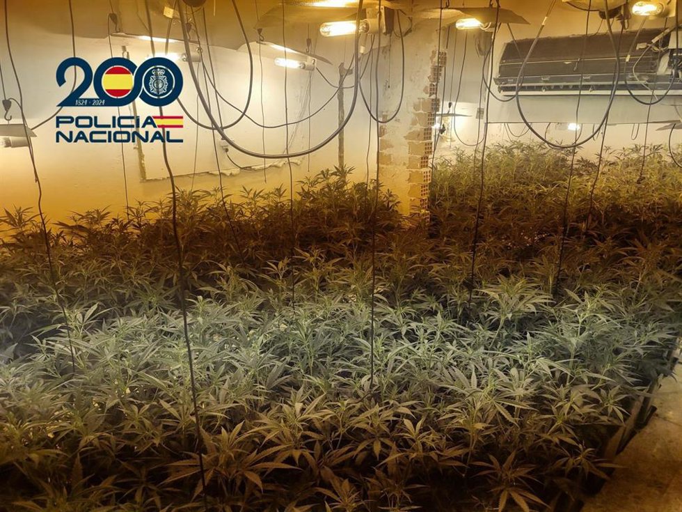 Sevilla.- Tribunales.-Tres detenidos por 400 plantas de marihuana en un chalé de Carmona ocupado y con la luz enganchada