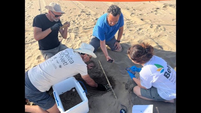 Archivo - Nido localizado en el Parc Natural del Delta de l'Ebre (Tarragona)