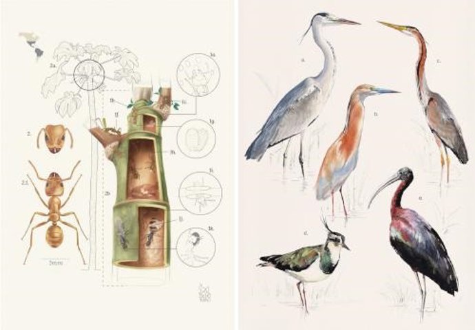 Illustraciencia