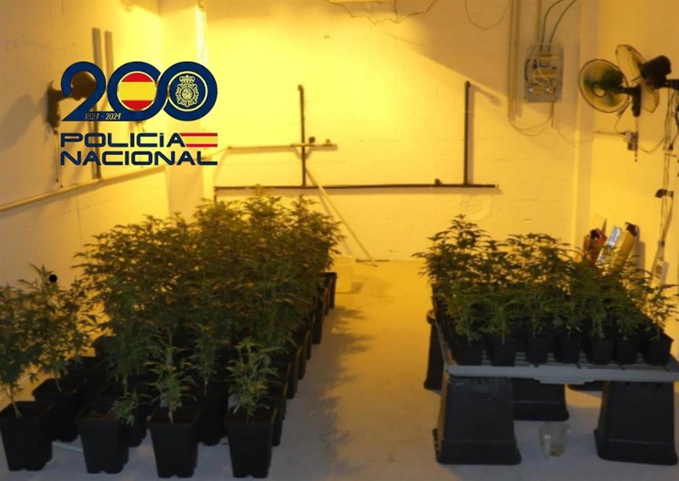 Plantación de marihuana intervenida por la Udyco de La Línea.