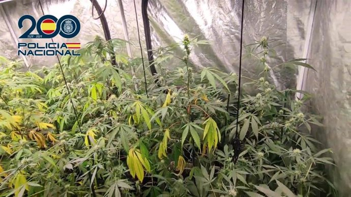Detenidas dos personas por cultivar 191 plantas de marihuana en un local de Logroño