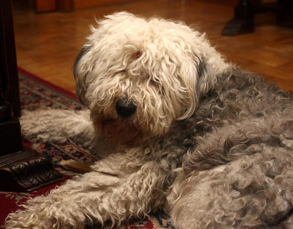 Archivo - Imagen de archivo de un perro