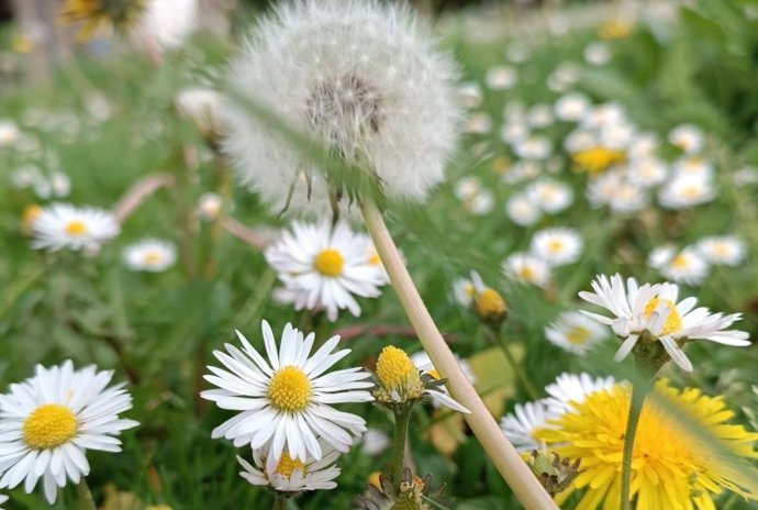 Actividades del Centro de Estudios Ambientales
