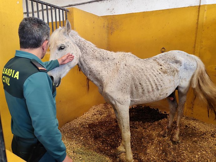 Cavall en estat d'abandó rescatat per la Guàrdia Civil a Oliva