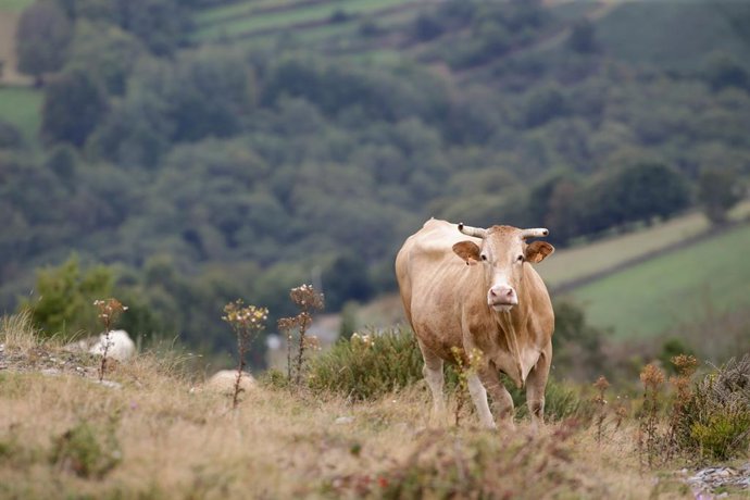 Archivo - Una vaca en la Serra do Oribio, a 1 de octubre de 2021, en Triacastela, Lugo, Galicia, (España). El Consejo Internacional de Coordinación del Programa Man and the Biosphere (MaB) de la Unesco aprobó este mes de septiembre la declaración de la ca