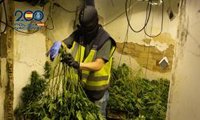 Detenidas 9 personas de una red criminal dedicada al cultivo de marihuana en Alcantarilla y Sangonera la Seca