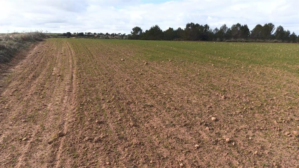 Archivo - Campo de cultivo afectado por la presencia de conejos.