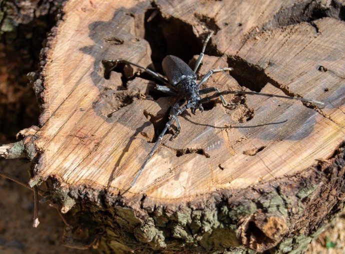 Un 'banyarriquer' de la encina.