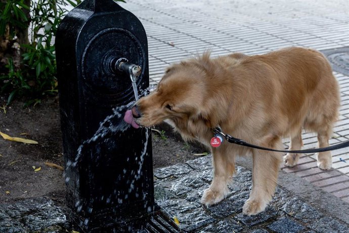 Un perro bebe agua de una fuente