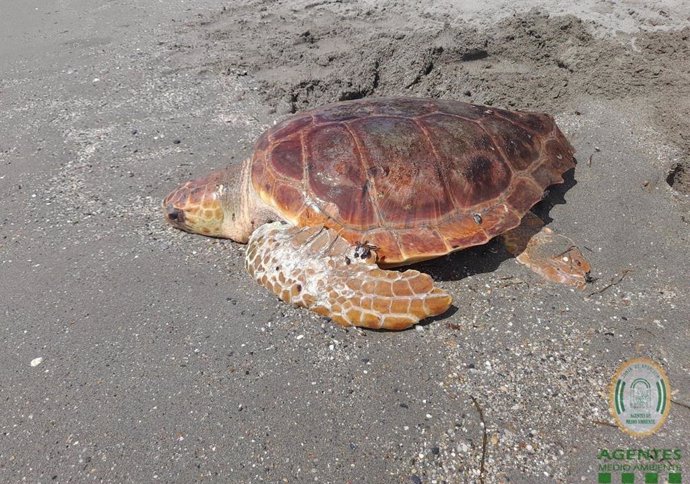 Archivo - Tortuga boba recuperada en la playa de El Zapillo, en Almería. Imagen de archivo. 