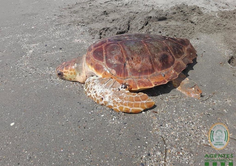 Archivo - Tortuga boba recuperada en la playa de El Zapillo, en Almería. Imagen de archivo. 